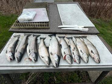 Lake Ontario Brown Trout Fishing Charter