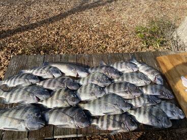 Morehead City Report Photo 2