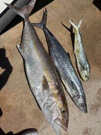 Big Pine Key Report Photo 2