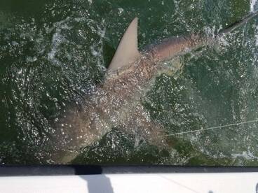 Virginia Beach Report Photo 1