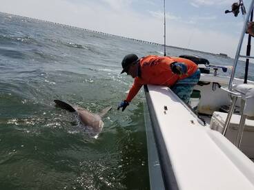 BIG Shark in the bay!!!