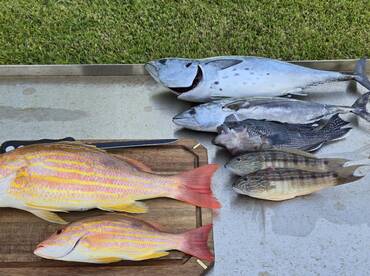 Lane Snappers, Black seabass, Red snappe