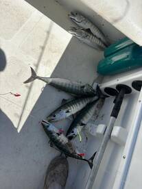 Murrells Inlet Report Photo 2