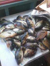 fishing report