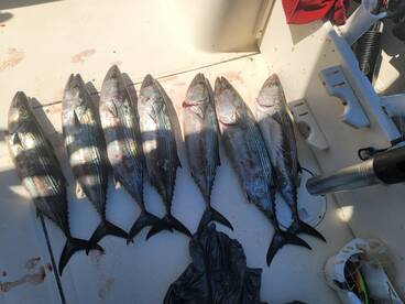 Bonitos and Jack crabel 