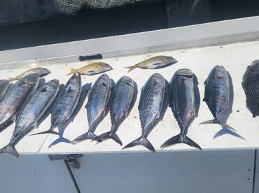 Murrells Inlet Report Photo 2