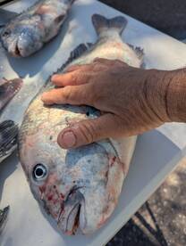 Bay Pines Report Photo 1