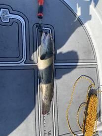 Weston Report Photo 1