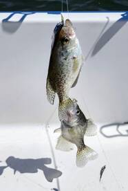 Doubles on crappie