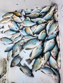Big mess of crappie and perch