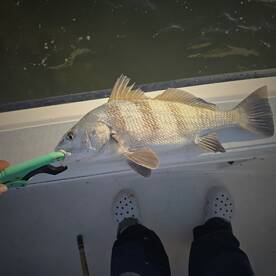 Sarasota Report Photo 1