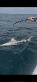 Port Orange Report Photo 2