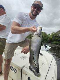 Great clown and peacock bite today 