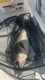 Clewiston Report Photo 2