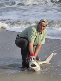 Fishing is on fire. Sand Tigers are thic