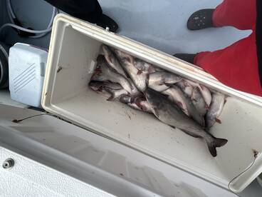 LOTS OF ACTION NON STOP 