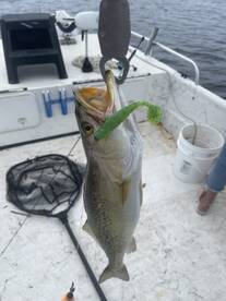 Port St. Joe Report Photo 2