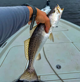 GREAT Speckled Trout bite on artificial