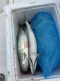 Atlantic Bonito 