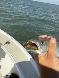Trout bite is on fire ?