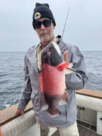 Sheephead sculpin and more 