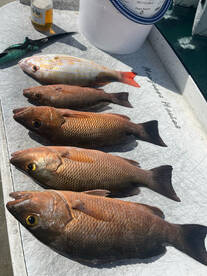 Here fishy fishy fishy