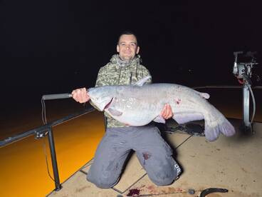Big blue cats are out!