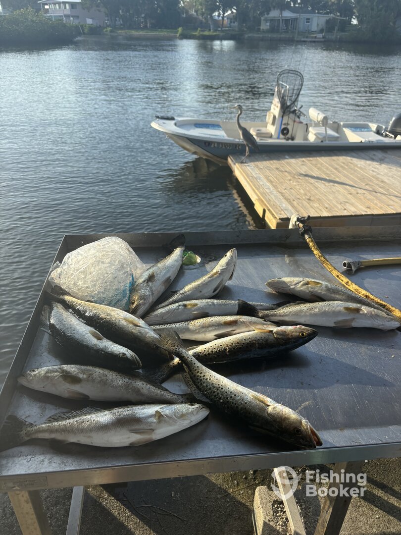 Spring Hill Report Photo 0