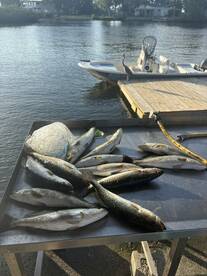 Trout bite has been on fire!