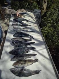 Spring Time bite is on fire. 