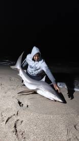Carribean Reef Shark