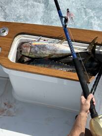 Yellowfin and bluefin still here