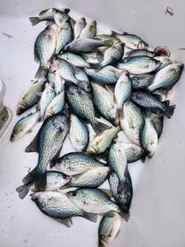 Clover Report Photo 1