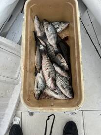 Anderson Report Photo 4