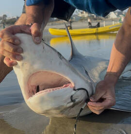 Removing the hook from a 4/5ft black tip shark