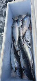 Primošten Report Photo 4