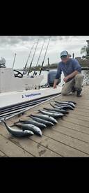Atlantic Bonito are biting!