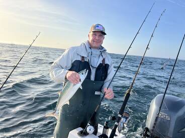 Atlantic Bonito nearshore