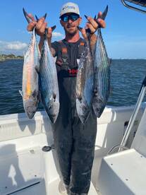 Atlantic Bonito have showed up
