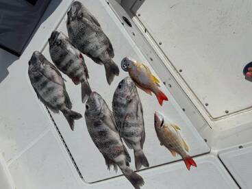 Sheepshead are here!