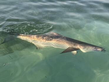 Flats Fishing For Cobia Remains Strong