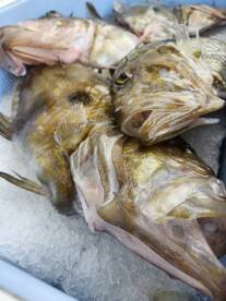 John Dory is inhaling jigs!