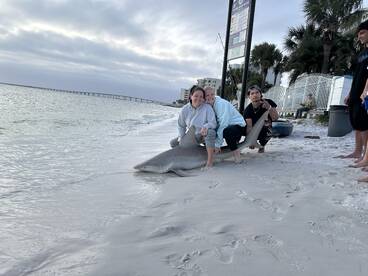 Destin Report Photo 1