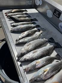 Trout have moved in!