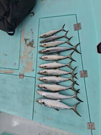 Destin Report Photo 1