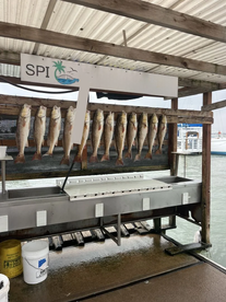 Hungry Redfish!