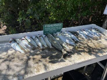 Silver and speckled trout