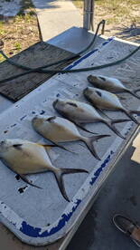 Recent catches
