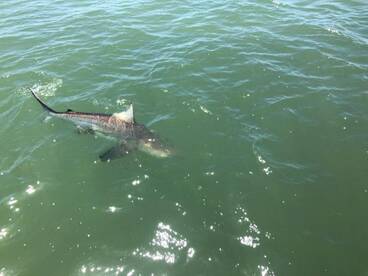 Boca Grande Report Photo 2