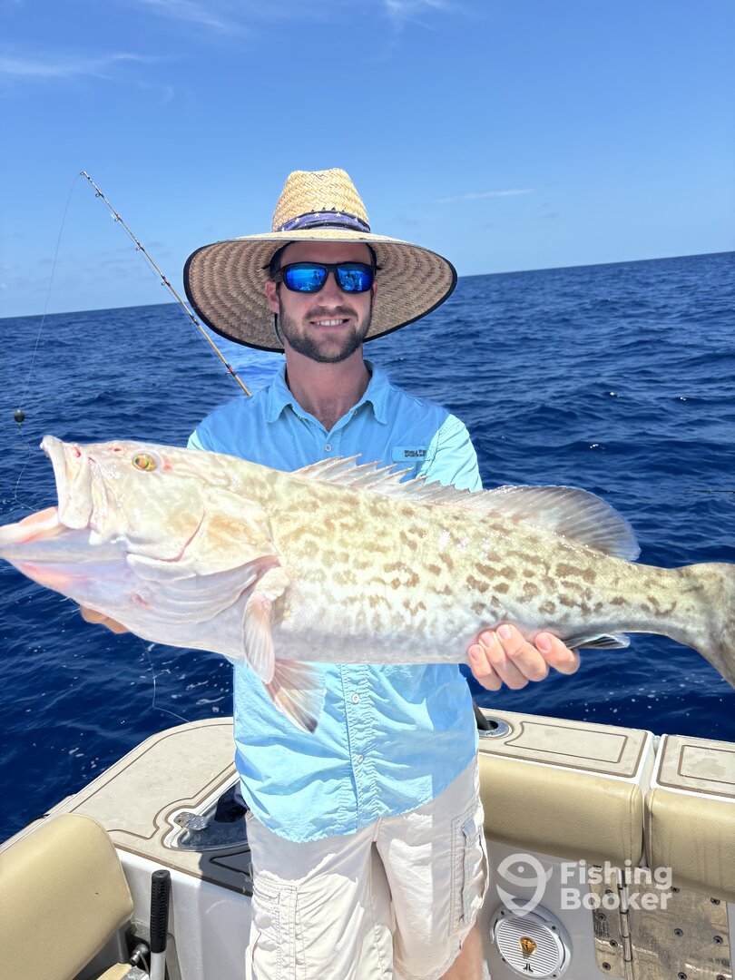 Gag Grouper